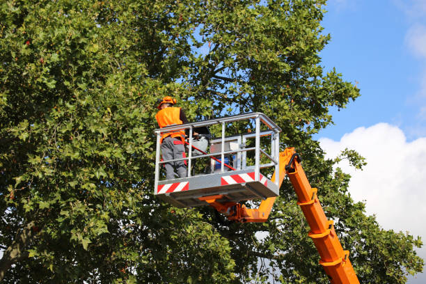 Best Lawn Maintenance Plans  in New Berlin, IL