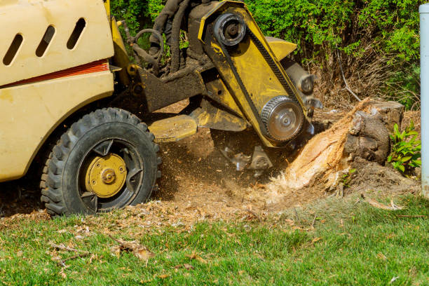 Best Tree Preservation Services  in New Berlin, IL