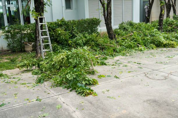 Best Lot and Land Clearing  in New Berlin, IL