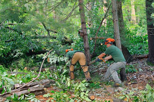 Best Tree Maintenance Programs  in New Berlin, IL