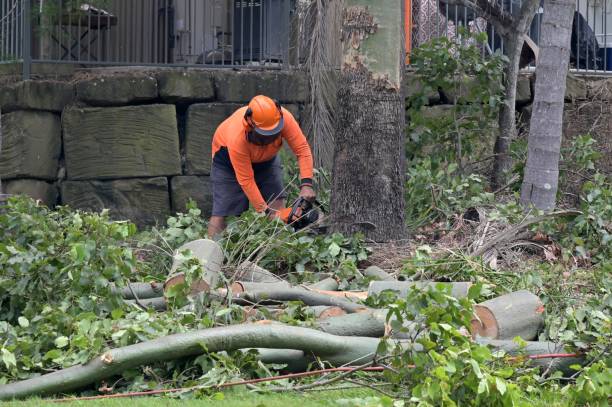 Best Tree Cabling and Bracing  in New Berlin, IL