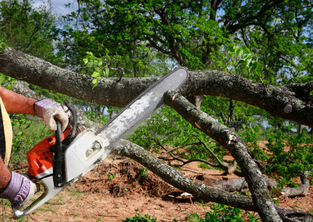 How Our Tree Care Process Works  in  New Berlin, IL