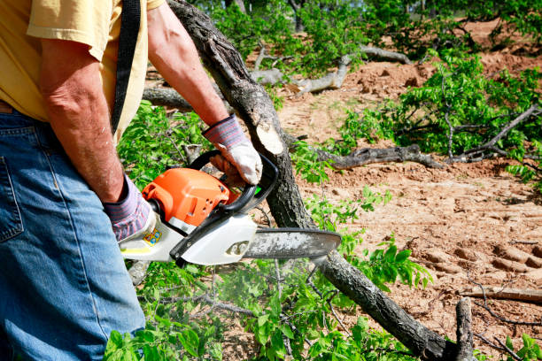 Best Lawn Disease Treatment  in New Berlin, IL